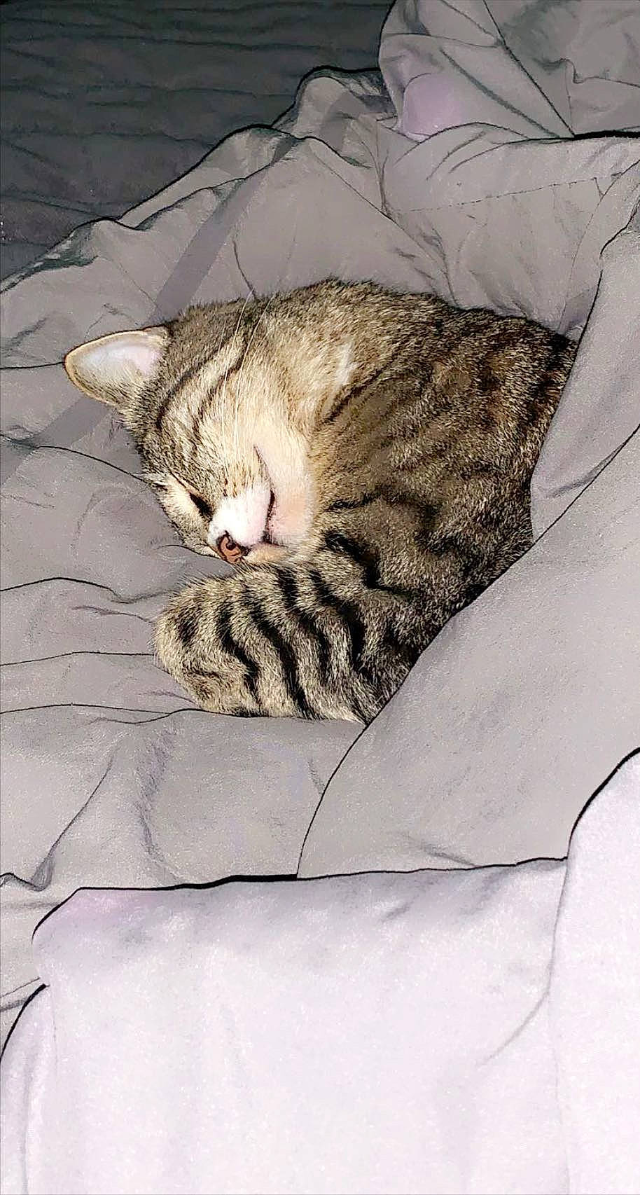 Richard joined the competition — help win amazing prizes! carnivore, cat, cat_bed, cat_supply, comfort, domestic_short_haired_cat, eye, felidae, fur, grey, linens, nap, pattern, paw, sleep, small_to_medium_sized_cats, tail, terrestrial_animal, textile, whiskers