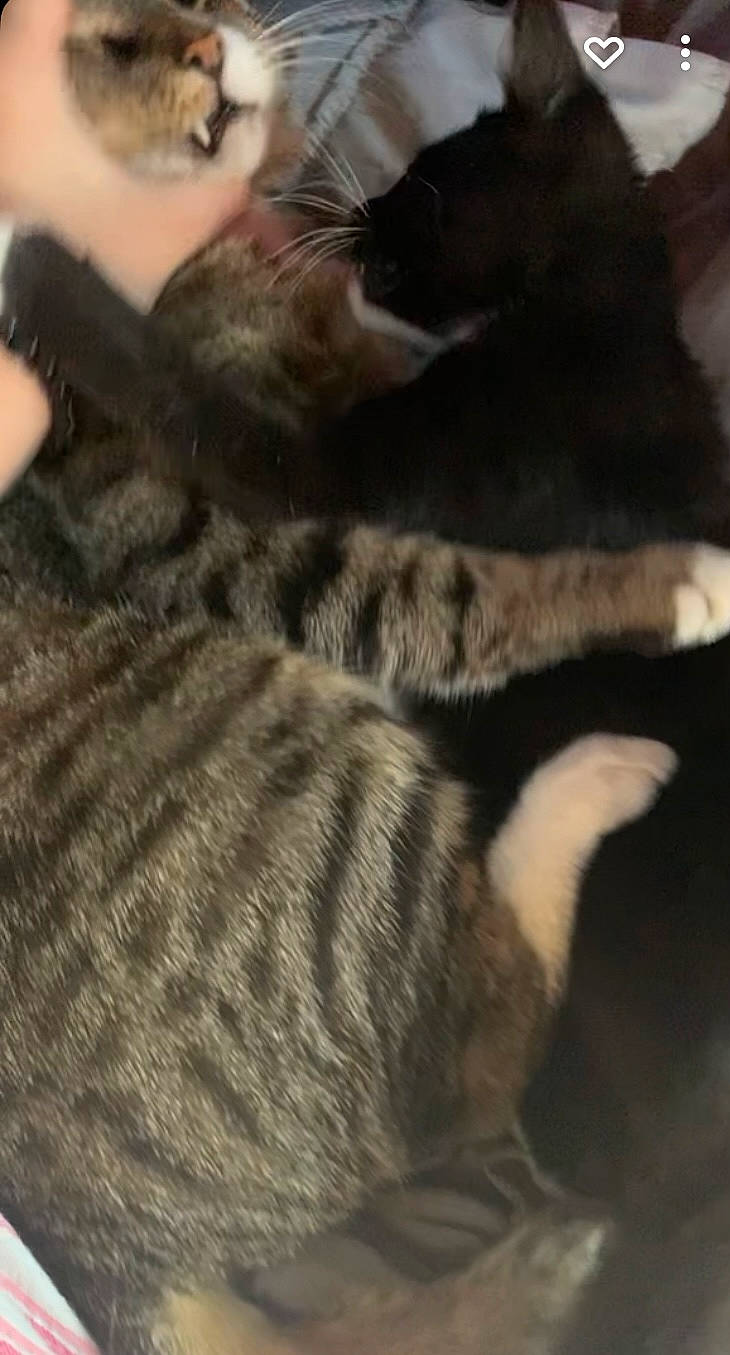 Crimson is registered to the contest to win money with this photo: carnivore, cat, claw, comfort, domestic_short_haired_cat, ear, felidae, fur, gesture, human_leg, paw, shadow, small_to_medium_sized_cats, tail, whiskers, wool