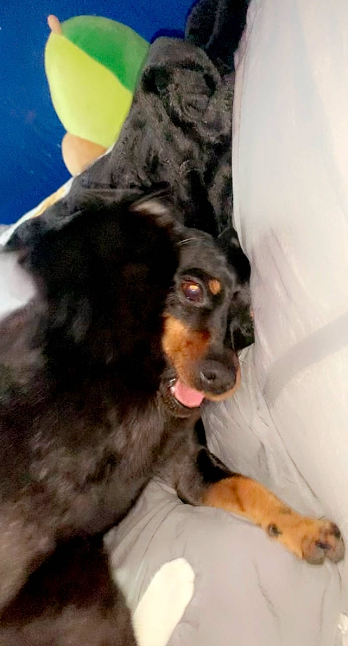 Crimson joined the competition — help win amazing prizes! canidae, carnivore, collar, comfort, companion_dog, dog, dog_breed, dog_supply, ear, fawn, foot, fur, guard_dog, liver, paw, snout, spaniel, sporting_group, whiskers, working_animal