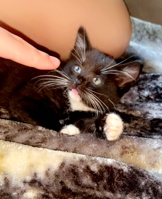 Crimson is registered to the contest to win money with this photo: black_cat, carnivore, cat, claw, comfort, domestic_short_haired_cat, eye, fawn, felidae, foot, fur, gesture, iris, nail, paw, plant, small_to_medium_sized_cats, snout, tail, whiskers