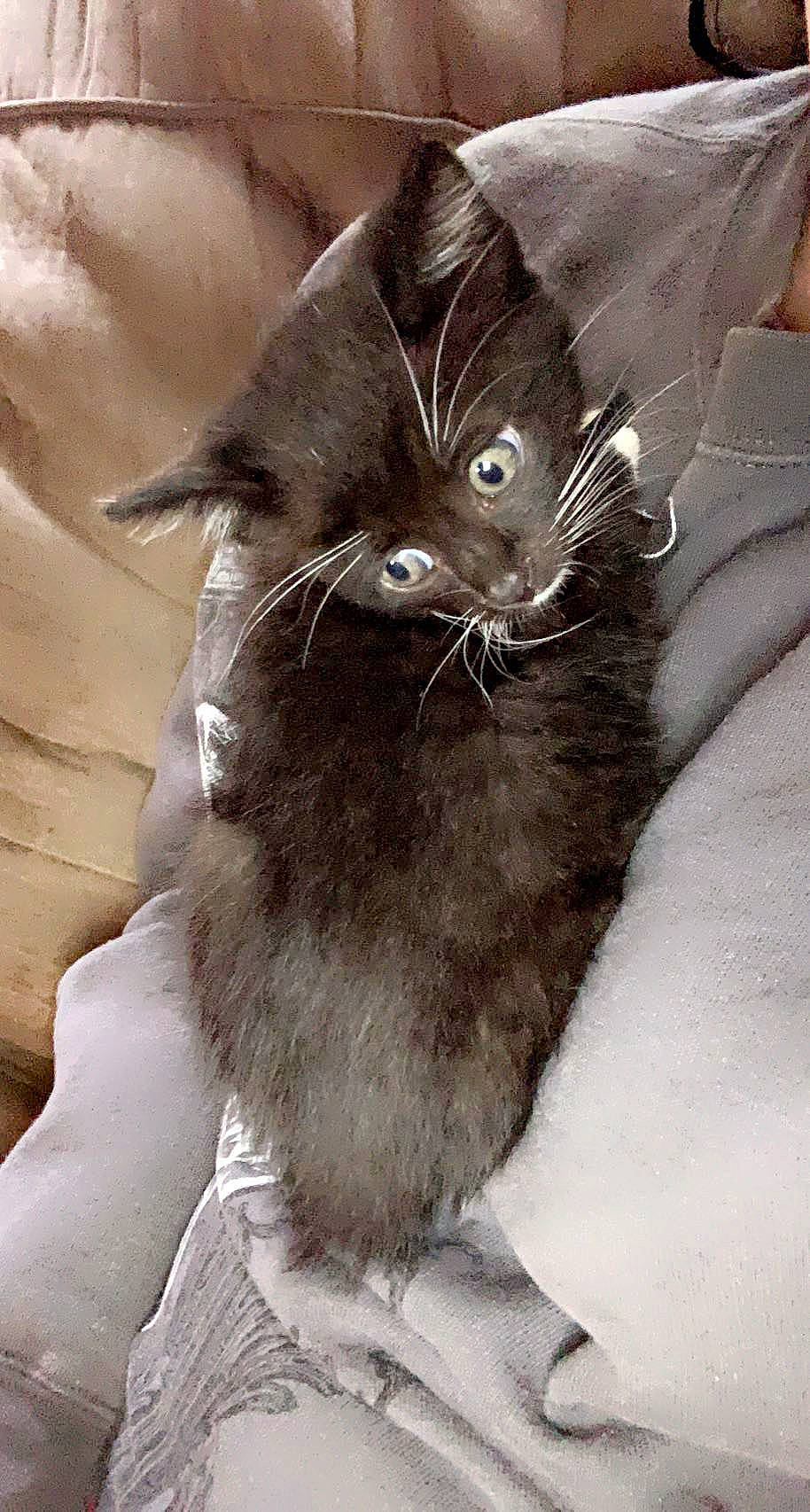 Crimson is registered to the contest to win money with this photo: black_cat, carnivore, cat, claw, comfort, domestic_short_haired_cat, felidae, fur, grey, monochrome_photography, paw, small_to_medium_sized_cats, snout, tail, terrestrial_animal, whiskers