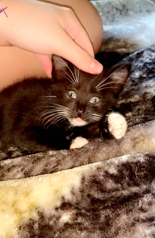 Crimson is registered to the contest to win money with this photo: black_cat, carnivore, cat, claw, comfort, domestic_short_haired_cat, fawn, felidae, fur, gesture, nail, paw, photo_caption, small_to_medium_sized_cats, snout, tail, terrestrial_animal, whiskers, wood