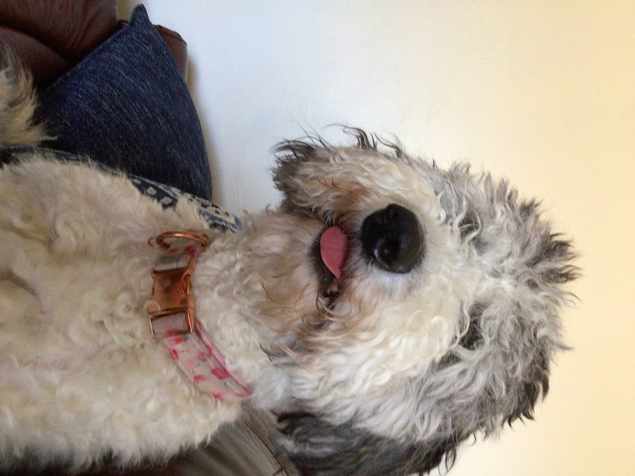 Kona joined the competition — help win amazing prizes! canidae, carnivore, collar, companion_dog, dog, dog_breed, dog_clothes, dog_collar, dog_supply, fawn, fur, pet_supply, plush, snout, sporting_group, stuffed_toy, terrier, toy, toy_dog, working_animal