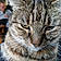 Tabby