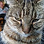 cat, close_up, tabby, fur, whiskers, face, indoor, blurred_background, person, seated, furniture, eyes, pet, mammal, animal, portrait, focus, texture, cozy, domestic