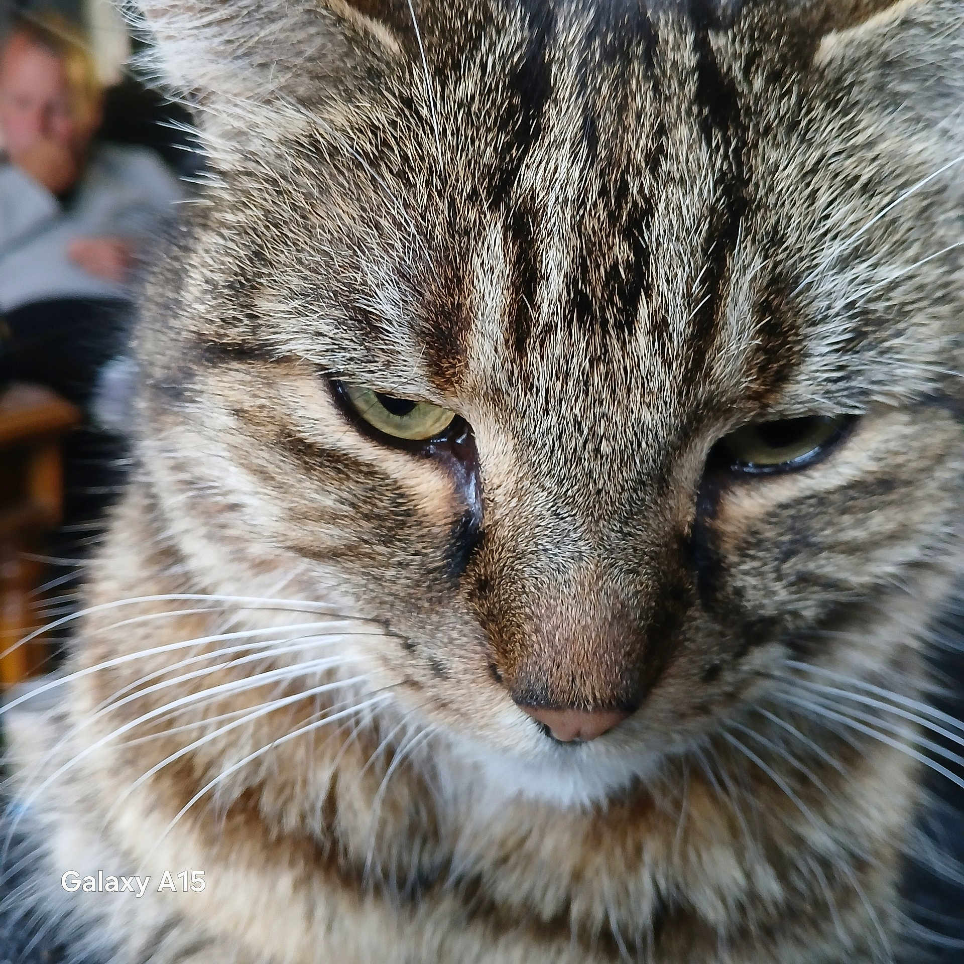 Tabby