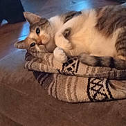 Zoe joined the competition — help win amazing prizes! cat, animal, pet, feline, blanket, striped, fur, tail, indoor, cozy, resting, cute, whiskers, eyes, soft, pattern, warm, comfort, closeup, relaxed