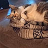 cat, animal, pet, feline, blanket, striped, fur, tail, indoor, cozy, resting, cute, whiskers, eyes, soft, pattern, warm, comfort, closeup, relaxed