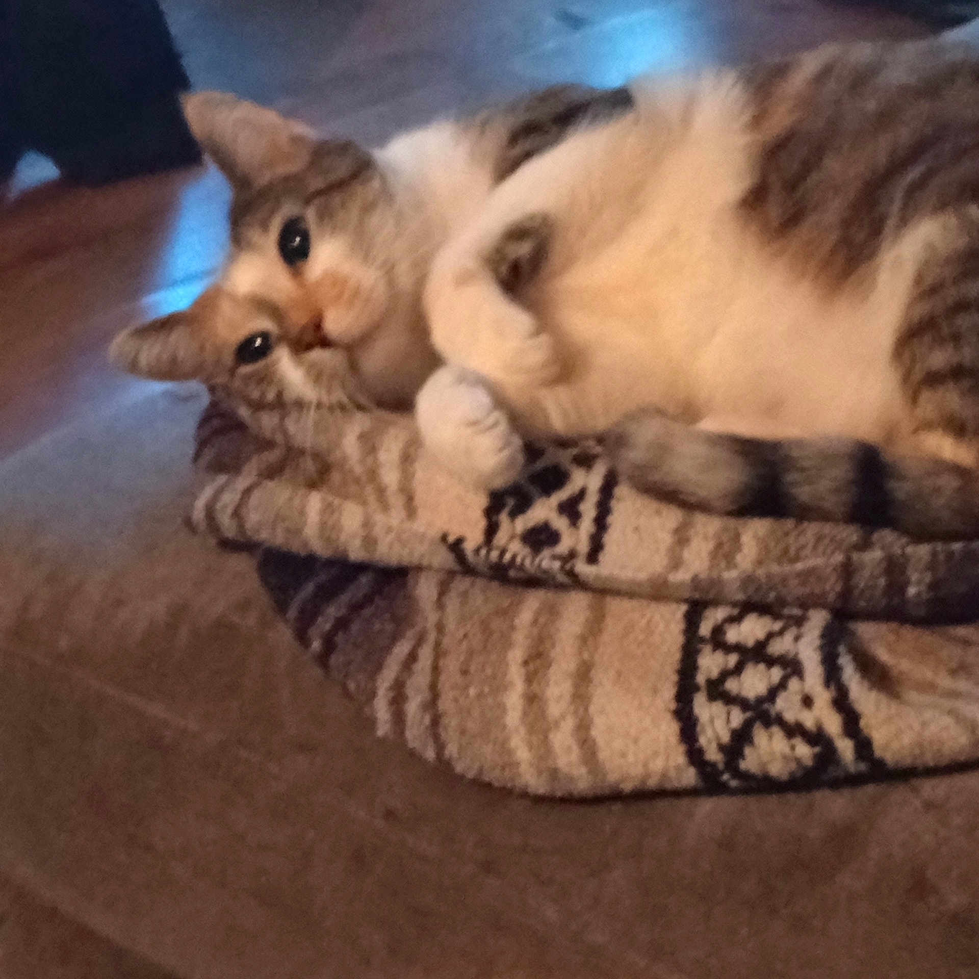 Zoe joined the competition — help win amazing prizes! cat, animal, pet, feline, blanket, striped, fur, tail, indoor, cozy, resting, cute, whiskers, eyes, soft, pattern, warm, comfort, closeup, relaxed