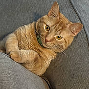 Bob is registered to the contest to win money with this photo: cat, ginger_cat, pet, feline, collar, indoor, gray_fabric, couch, relaxed, curious, whiskers, ears, fur, animal, mammal, looking, closeup, domestic_cat, comfortable, resting