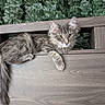 Mark is registered to the contest to win money with this photo: animal, cat, closeup, curious, cute, feline, fluffy, fur, gray_tabby, green_leaves, headboard, indoor, kitten, long_tail, pet, portrait, relaxed, resting, wooden_furniture, yellow_eyes