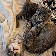 Mark is registered to the contest to win money with this photo: animal, blanket, cat, companion, cozy, cute, ears, feline, fur, grey_cat, indoor, pet, playful, resting, snuggling, soft, tabby, tail, two_cats, whiskers
