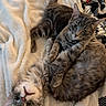 animal, blanket, cat, companion, cozy, cute, ears, feline, fur, grey_cat, indoor, pet, playful, resting, snuggling, soft, tabby, tail, two_cats, whiskers
