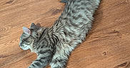 Mark is registered to the contest to win money with this photo: animal, cat, cute, domestic_cat, feline, floor, fluffy, fur, gray_cat, indoor, laying_down, paw, pet, relaxed, sleepy, stretching, tabby, tail, whiskers, wooden_floor