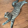 animal, cat, cute, domestic_cat, feline, floor, fluffy, fur, gray_cat, indoor, laying_down, paw, pet, relaxed, sleepy, stretching, tabby, tail, whiskers, wooden_floor