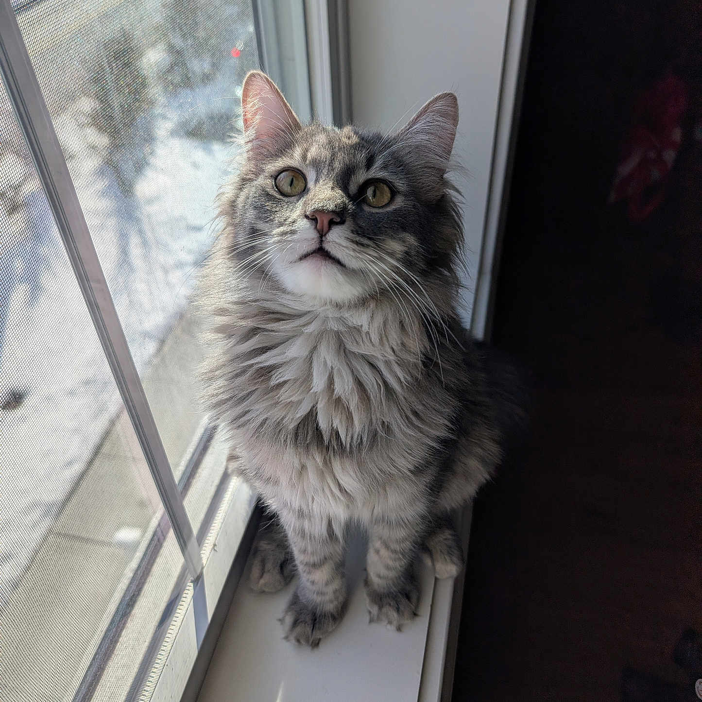 Mark is registered to the contest to win money with this photo: animal, cat, closeup, curious, cute, domestic, feline, furry, gray, indoor, looking_up, natural_light, pet, portrait, sitting, soft_fur, tabby, whiskers, window, window_sill