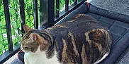 Little E is registered to the contest to win money with this photo: cat, tabby_cat, chubby_cat, pet, pet_bed, cushion, balcony, railing, green_leaves, plant_net, floor_mat, indoor_outdoor, resting, loaf, whiskers, fur_pattern, paws, cozy, sunlight, striped_fur