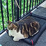 cat, tabby_cat, chubby_cat, pet, pet_bed, cushion, balcony, railing, green_leaves, plant_net, floor_mat, indoor_outdoor, resting, loaf, whiskers, fur_pattern, paws, cozy, sunlight, striped_fur