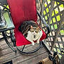 cat, collar, cushion, id_tag, lattice, outdoor_screen, paws, pet, porch, red_chair, relaxed, scratcher, shoe, side_table, sitting, sunlight, tabby_cat, toy, whiskers, wooden_floor