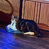 Little E is registered to the contest to win money with this photo: blue_light, cabinet, cat, cat_collar, chonk, flooring, furniture, home_interior, id_tag, indoor, looking_at_camera, paws, pet, playing_toy, relaxed, striped_tail, tabby_cat, toy_ring, whiskers, wooden_floor