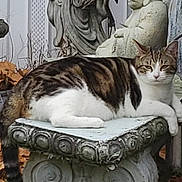 Little E is registered to the contest to win money with this photo: animal, autumn_leaves, background, cat, closeup, daylight, feline, garden, mammal, nature, ornate, outdoor, pet, relaxed, resting, sculpture, statue, stone_pedestal, tabby, wildlife