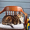 brown_fur, cat, cushion, home_decor, house_siding, outdoor_seating, paws, pet, pillow, plastic_container, porch, relaxed, sitting, spray_bottle, striped_fur, tabby_cat, tail, whiskers, white_fur, wooden_chair