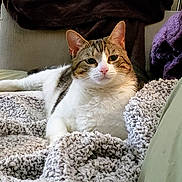 Little E joined the competition — help win amazing prizes! animal, blanket, cat, closeup, comfortable, couch, cozy, domestic_animal, feline, fur, home, indoor, knitted_blanket, looking_at_camera, pet, relaxed, resting, soft_texture, tabby, white_fur