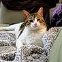 animal, blanket, cat, closeup, comfortable, couch, cozy, domestic_animal, feline, fur, home, indoor, knitted_blanket, looking_at_camera, pet, relaxed, resting, soft_texture, tabby, white_fur