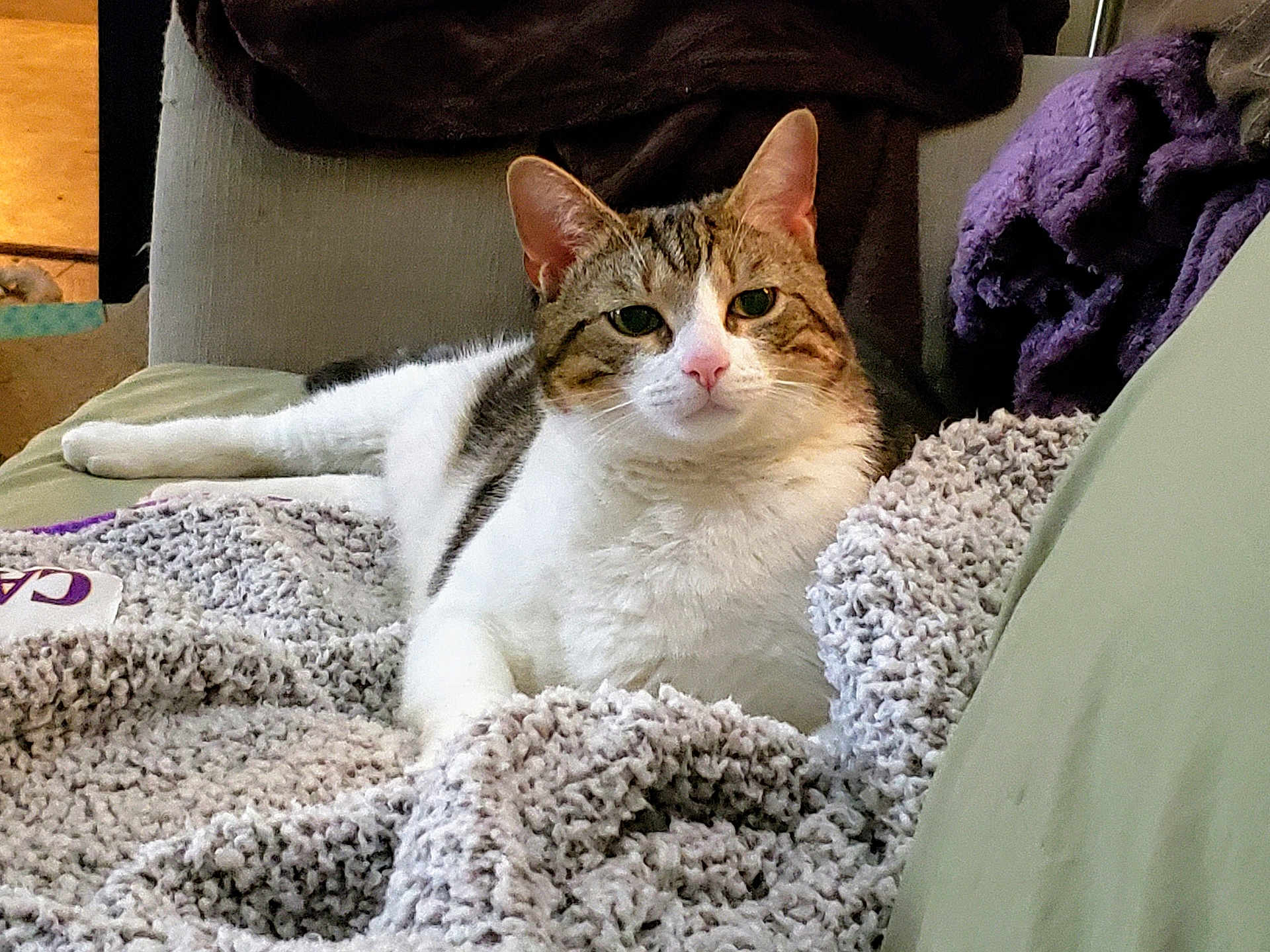 Little E joined the competition — help win amazing prizes! animal, blanket, cat, closeup, comfortable, couch, cozy, domestic_animal, feline, fur, home, indoor, knitted_blanket, looking_at_camera, pet, relaxed, resting, soft_texture, tabby, white_fur