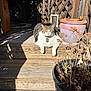 Little E is registered to the contest to win money with this photo: animal, cat, daytime, domestic, feline, flower_pot, nature, outdoor, pet, plants, porch, relaxed, resting, rustic, shadows, sunlight, sunny, tabby, wood, wooden_steps