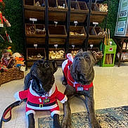 Phantom Amd Raven joined the competition — help win amazing prizes! animal, black_dog, brown_dog, christmas, dog, dogs, festive, floor, holiday, indoor, leash, mammal, pet, pets, retail, santa_costume, shelf, store, toy, treats