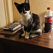 Mia joined the competition — help win amazing prizes! cat, black_and_white, sitting, wooden_desk, books, bottle, coca_cola, curious, indoor, feline, pet, table, head_tilt, domestic, animal, fur, whiskers, ears, closeup, background