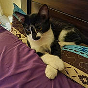 Mia is registered to the contest to win money with this photo: animal, bed, cat, cozy, cute, domestic, ears, eyes, feline, fur, indoor, nose, paw, pet, pillow, purple_blanket, relaxed, resting, tuxedo_cat, whiskers