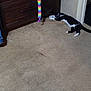Mia is registered to the contest to win money with this photo: animal, black, black_and_white, carpet, cat, cozy, doorway, dresser, floor, furniture, home, indoor, pet, rainbow, relaxed, scratching_pad, stretching, striped, toy, white