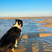 Laïka a rejoint le concours — aidez-le/la à gagner de superbes lots ! dog, beach, sand, water, sunlight, shadow, outdoor, sky, animal, nature, calm, serene, pet, fur, black_and_white, landscape, daylight, shore, seaside, relaxation