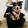 Laïka a rejoint le concours — aidez-le/la à gagner de superbes lots ! dog, birthday_hat, armchair, balloon, birthday_cake, indoor, floor, table, smiling_dog, bandana, black_fur, white_fur, brown_fur, pet, celebration, party, decorations, happy, canine, festive