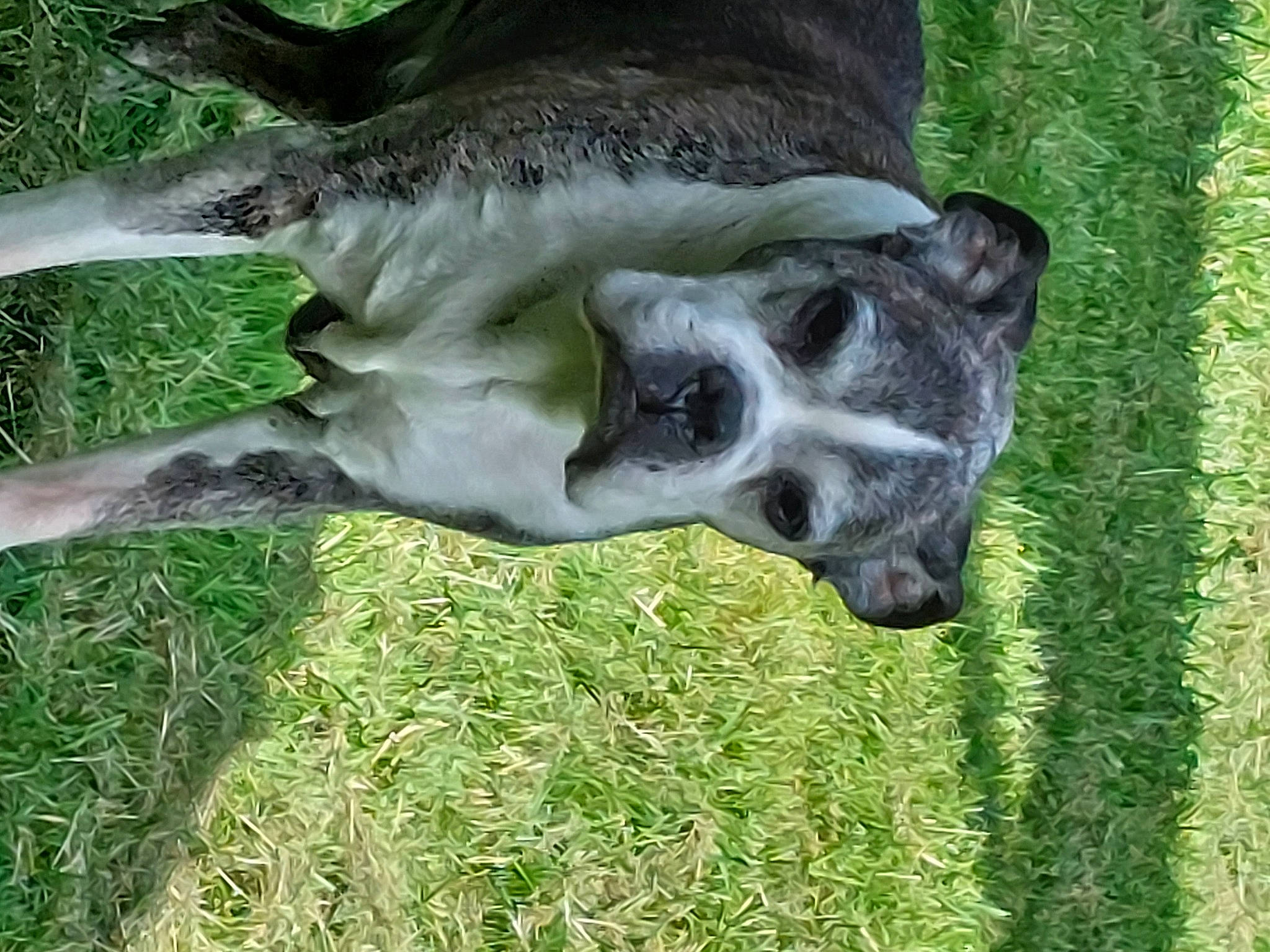 Dakota a rejoint le concours — aidez-le/la à gagner de superbes lots ! canidae, carnivore, companion_dog, dog, dog_breed, fawn, grass, great_dane, groundcover, guard_dog, non_sporting_group, plant, snout, sporting_group, tail, terrestrial_animal, wildlife, working_animal, working_dog