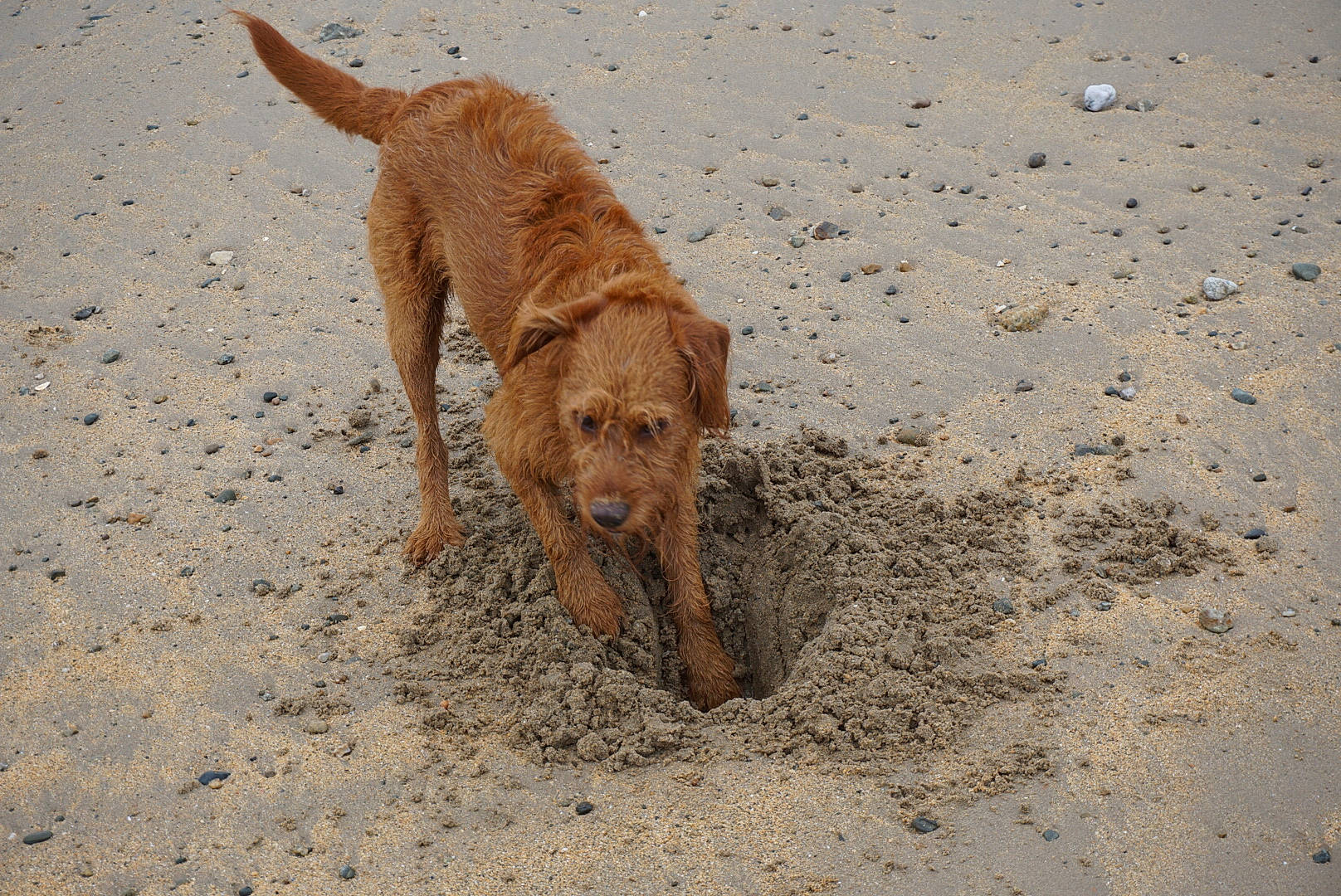 Bryn is registered to the contest to win money with this photo: basset_fauve_de_bretagne, canidae, carnivore, dog, dog_breed, fawn, mammal, nova_scotia_duck_tolling_retriever, retriever, sporting_group, street_dog, styrian_coarse_haired_hound, vertebrate
