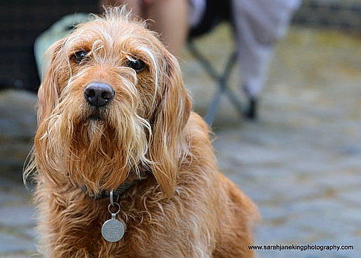 Bryn joined the competition — help win amazing prizes! basset_fauve_de_bretagne, bosnian_coarse_haired_hound, canidae, carnivore, companion_dog, dog, dog_breed, dutch_smoushond, mammal, otterhound, petit_basset_griffon_vendeen, rare_breed_dog, sapsali, snout, spaniel, spinone_italiano, sporting_group, styrian_coarse_haired_hound, terrier, vertebrate