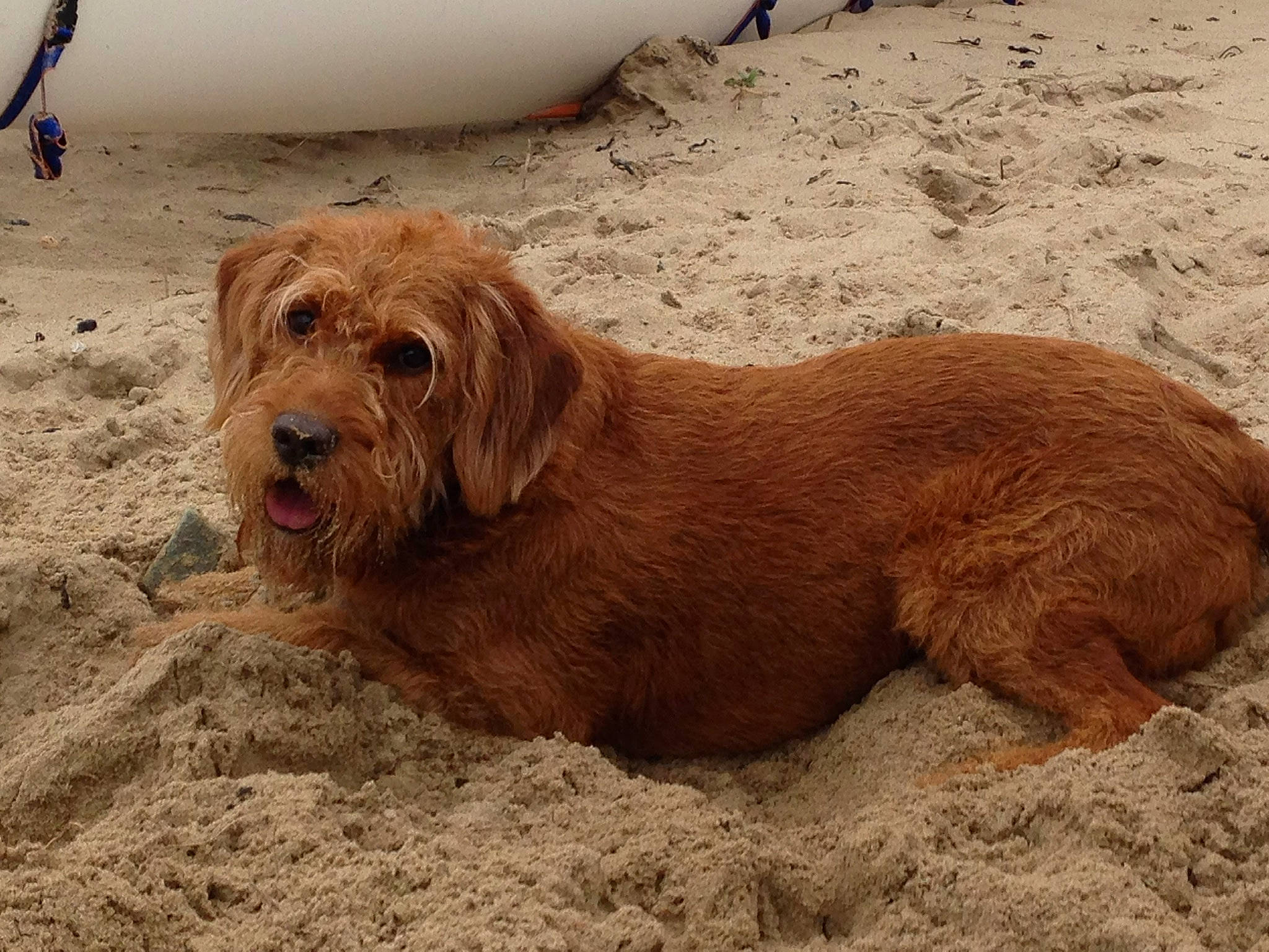 Bryn joined the competition — help win amazing prizes! basset_fauve_de_bretagne, canidae, carnivore, cavapoo, cockapoo, companion_dog, dog, dog_breed, dutch_smoushond, goldendoodle, mammal, otterhound, poodle_crossbreed, rare_breed_dog, sporting_group, styrian_coarse_haired_hound, vertebrate