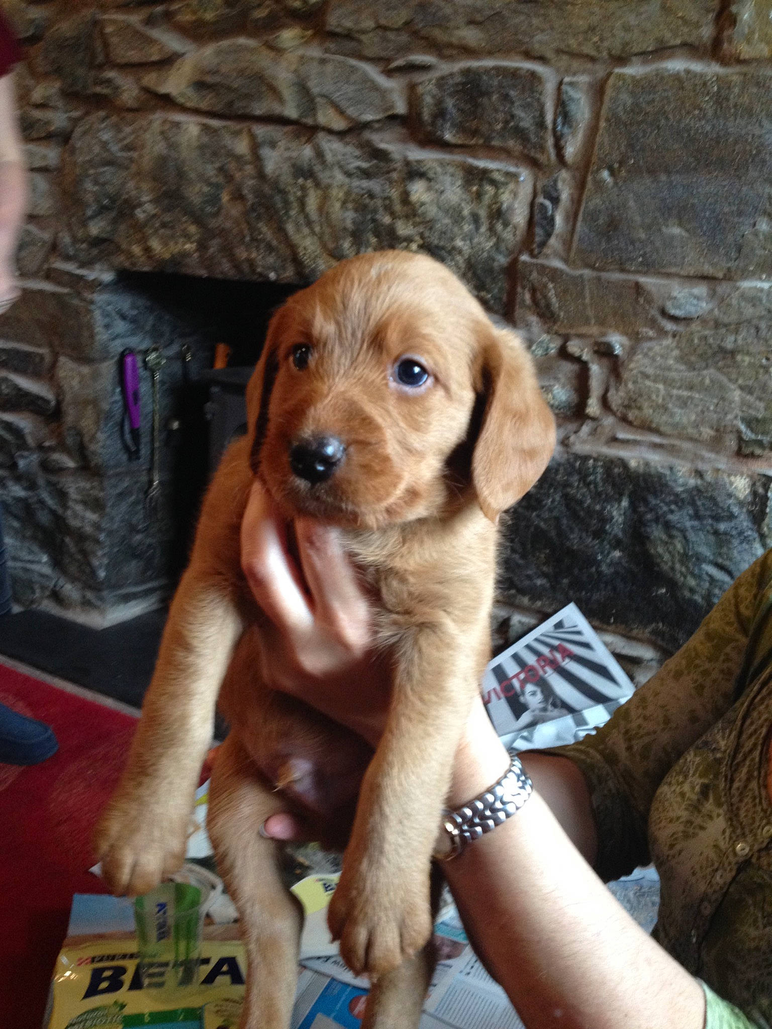 Bryn is registered to the contest to win money with this photo: beagador, canidae, carnivore, dog, dog_breed, fawn, mammal, puppy, rare_breed_dog, sporting_group, vertebrate, vizsla