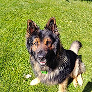 Jarod a rejoint le concours — aidez-le/la à gagner de superbes lots ! dog, german_shepherd, pet, animal, grass, outdoor, sunlight, canine, fur, ears, tail, collar, happy, nature, greenery, mammal, portrait, sitting, daylight, domestic_animal
