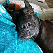 Izzy joined the competition — help win amazing prizes! animal, blanket, bulldog, canine, couch, cushion, dog, furniture, homedecor, hound, labradorretriever, laundry, person, pet, pitbull, puppy, quilt, sleeping, snout, towel