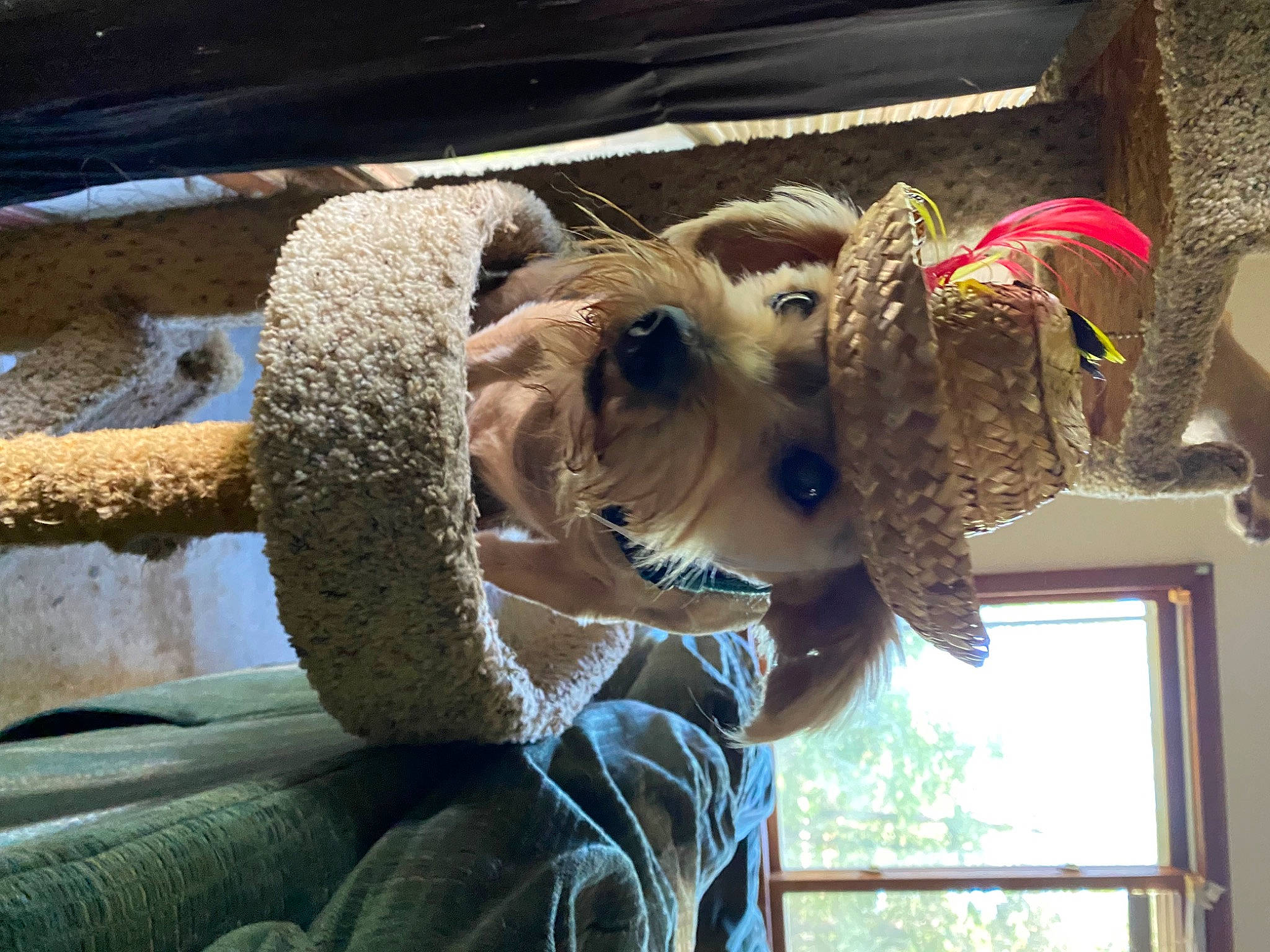 Mojo joined the competition — help win amazing prizes! building, carnivore, collar, companion_dog, dog, dog_breed, dog_supply, fawn, fur, hat, lakeland_terrier, schnauzer, small_terrier, snout, sporting_group, terrier, toy_dog, window, wood, working_animal