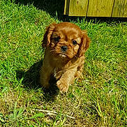 Bianca a rejoint le concours — aidez-le/la à gagner de superbes lots ! adorable, animal, brown, cute, daylight, dog, fur, grass, greenery, nature, outdoor, pet, playful, puppy, small, sunlight, walking, wood, yard, young
