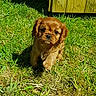 adorable, animal, brown, cute, daylight, dog, fur, grass, greenery, nature, outdoor, pet, playful, puppy, small, sunlight, walking, wood, yard, young