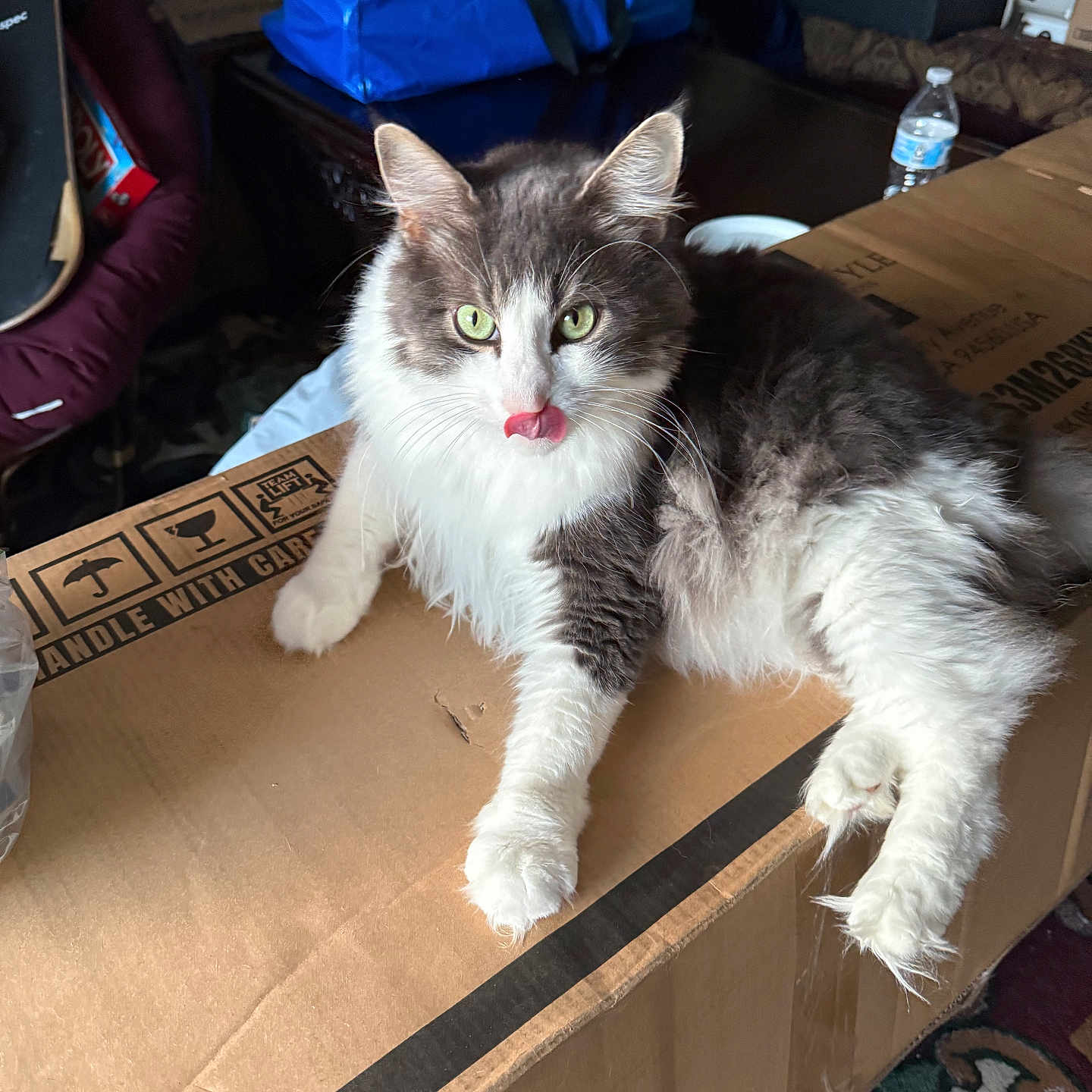 Shadow joined the competition — help win amazing prizes! box, cardboard_box, carpet, cat, cute, domestic_animal, feline, fluffy, fur, gray_and_white, household_items, indoor, paw, pet, relaxed, skateboard, table, tongue_out, water_bottle, whiskers