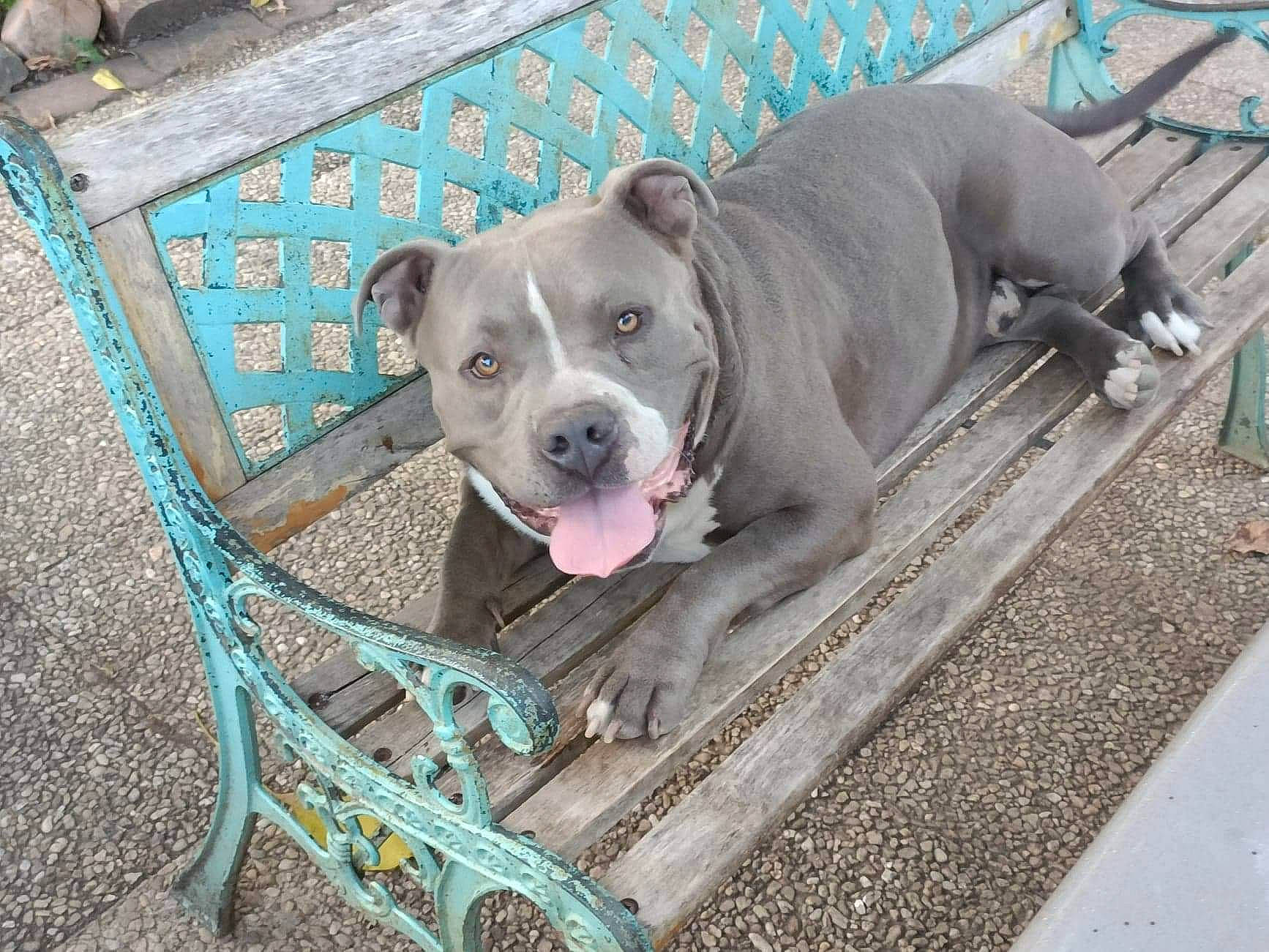 Droopy participe au concours pour gagner de l'argent avec cette photo : canidae, carnivore, collar, companion_dog, dog, dog_breed, dog_collar, dog_supply, fawn, leash, non_sporting_group, paw, pet_supply, snout, sporting_group, terrestrial_animal, whiskers, working_animal, working_dog