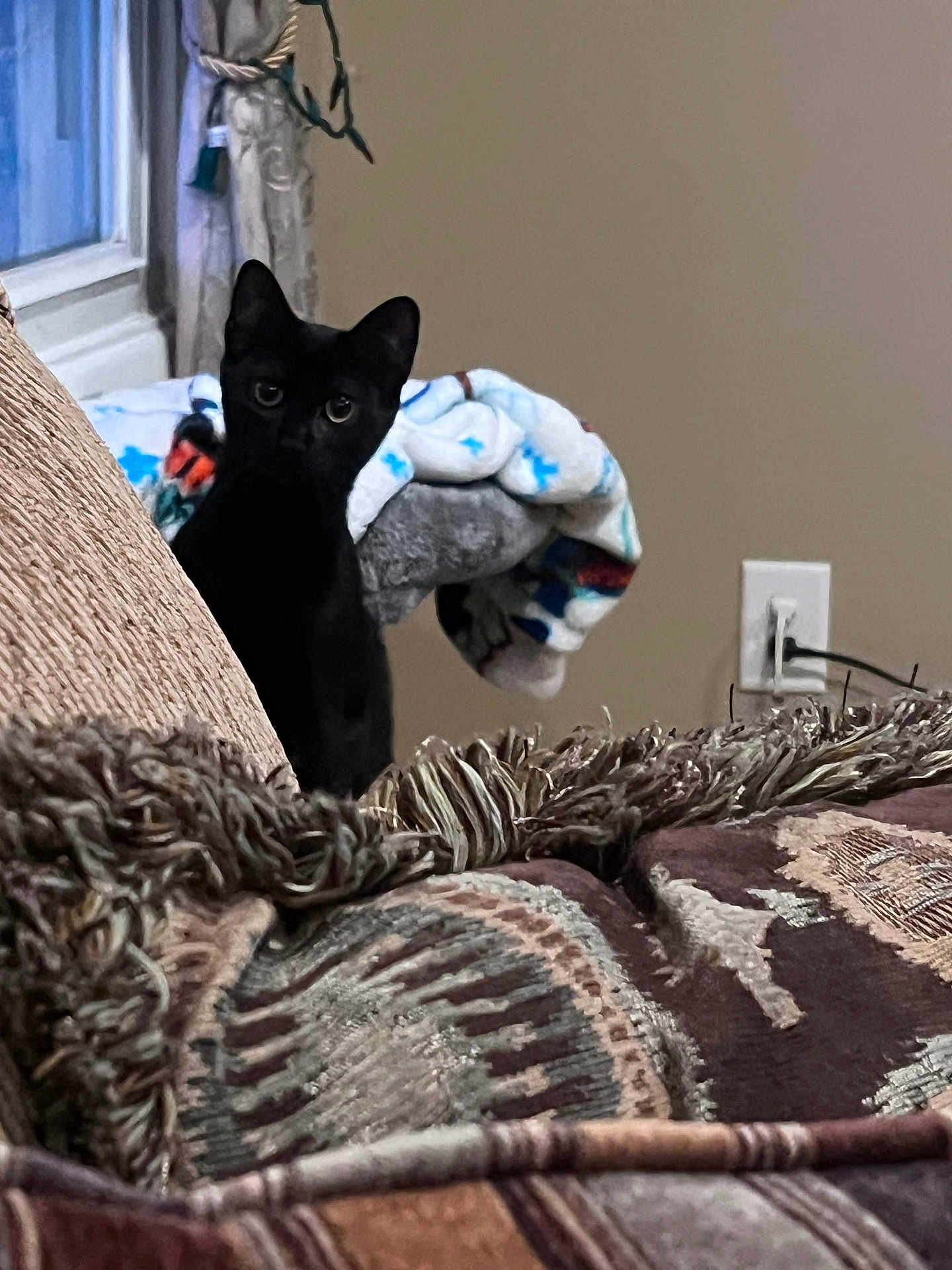 Akumi joined the competition — help win amazing prizes! cat, black_cat, indoor, curious, peeking, blanket, couch, texture, furniture, window, curtains, wall, home, pet, animal, fur, eyes, cozy, living_room, domestic_animal