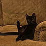 Akumi is registered to the contest to win money with this photo: black_cat, cat, pet, animal, feline, indoor, couch, furniture, relaxing, resting, brown, cozy, domestic_animal, whiskers, ears, tail, paw, looking, comfort, home